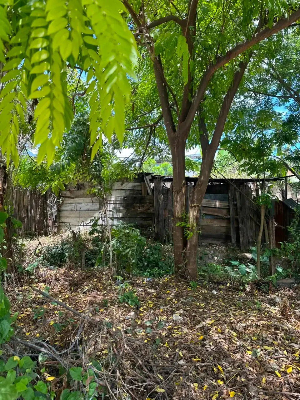 Vegetación y árboles alrededor del terreno